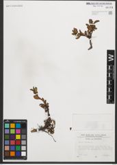 Foto von Salix retusa L.